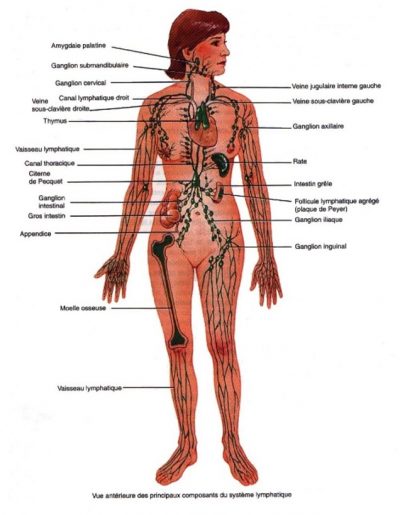Image Système lymphatique Santé des anciens REINFOSANTE